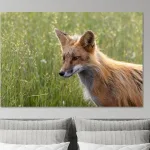Buy this Fox in the grass print at out shop.