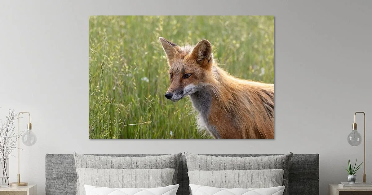 Fox in the grass print