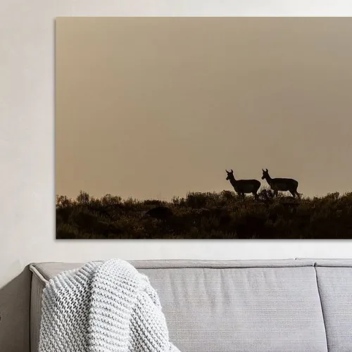 Pronghorn in Yellowstone National Park. Buy this print