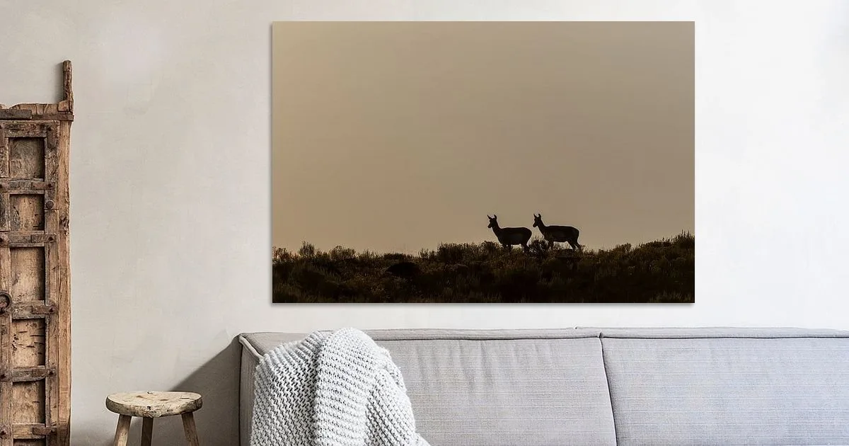 Pronghorn in Yellowstone National Park. Buy this print