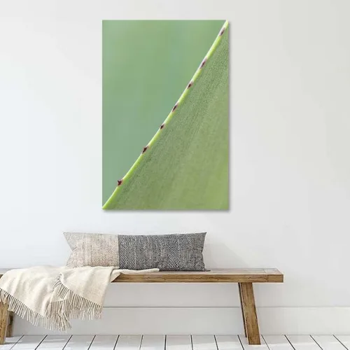 Buy this Agave leaf green - Abstract close-up photo diagonal print