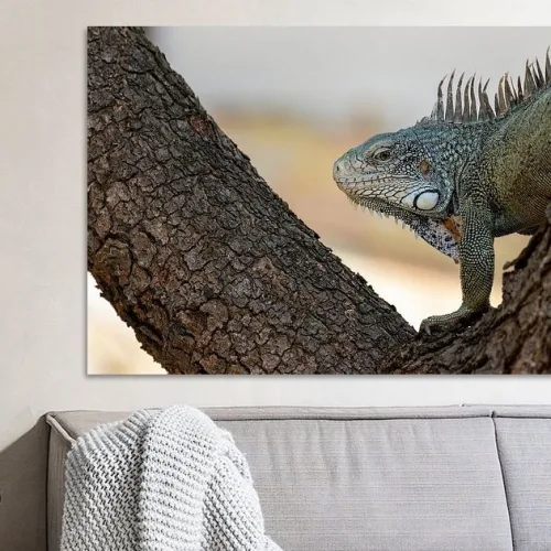 Buy this green iguana in tree close up print