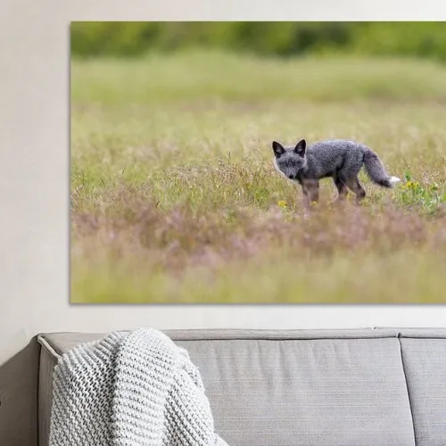 Buy this Grey fox cub in the green grass print.