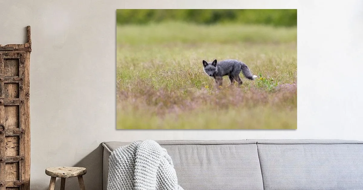 Buy this Grey fox cub in the green grass print.