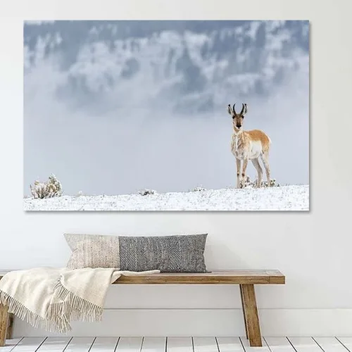 Buy this Pronghorn with snow in Yellowstone Art Print