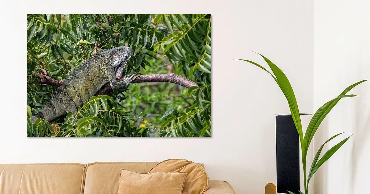Buy this Green iguana in nature print