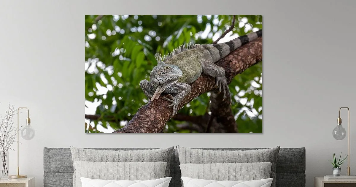 Buy this Iguana in a tree on Curaçao art print.
