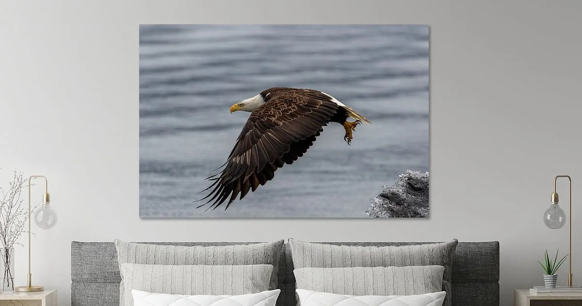 Buy this Bald eagle in flight print at our store.