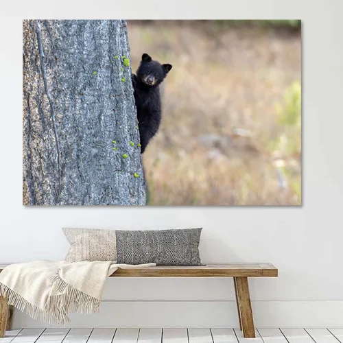 Buy this Black bear cub Art print.