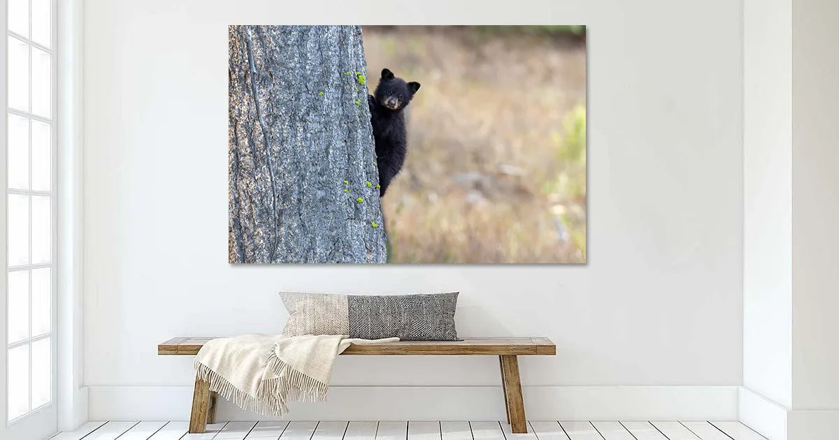 Buy this Black bear cub Art print.