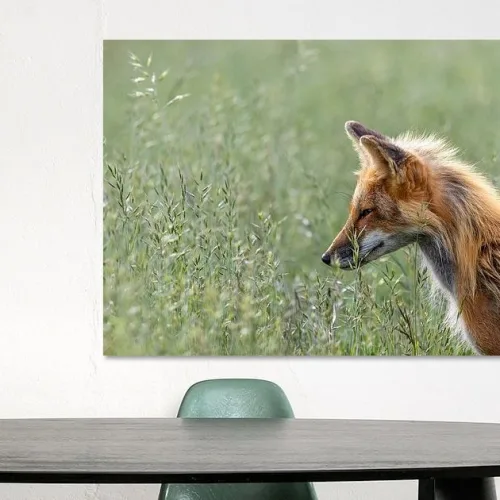 But this beautiful Fox in grass portrait.