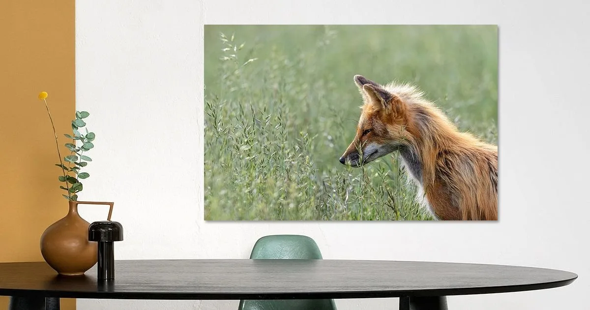 Fox in grass portrait
