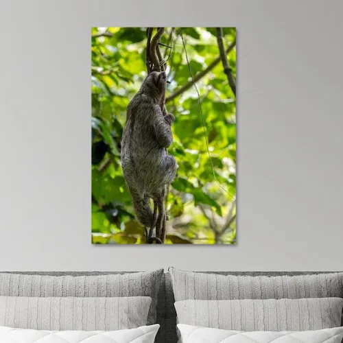 Buy this Sloth in a liana Print.