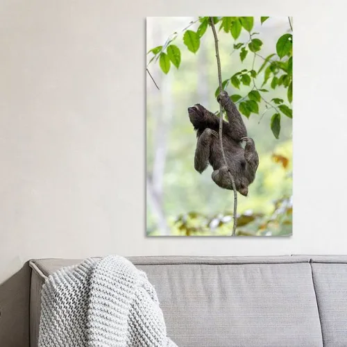 Buy this sloth in the jungle print.