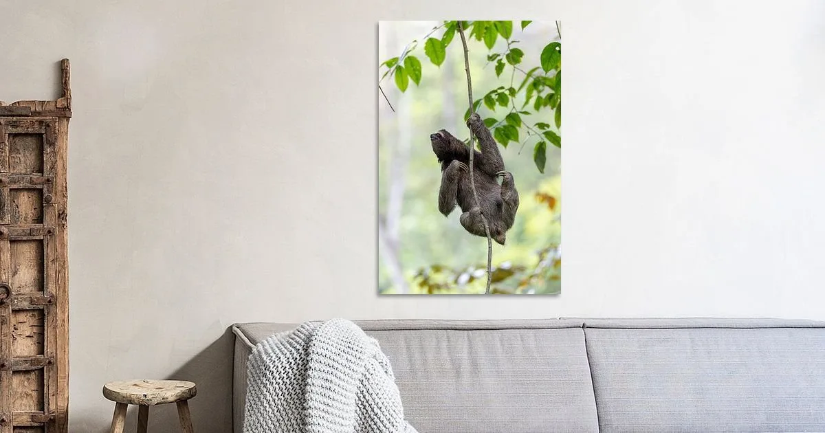 Buy this sloth in the jungle print.