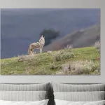 Buy this howling coyote in Lamar Valley, Yellowstone National Park, Art Print.
