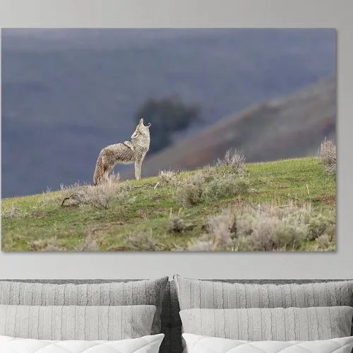 Buy this howling coyote in Lamar Valley, Yellowstone National Park, Art Print.