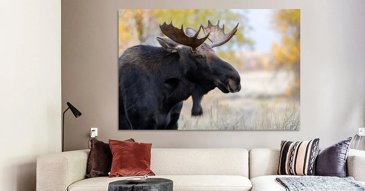 But this Portrait of a moose, in autumn colors Art Print.