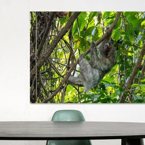 Buy this beautiful Sloth in Panama print.
