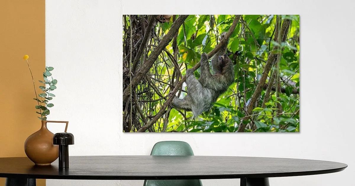 Buy this beautiful Sloth in Panama print.