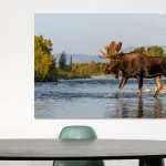Buy this Bull moose in a river Art Print.