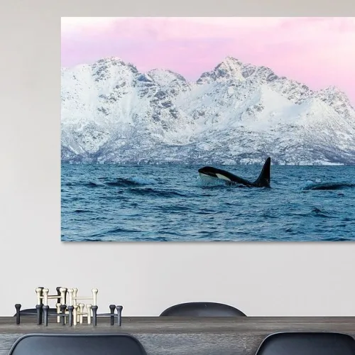 Buy this Orca in the fjords Art Print.