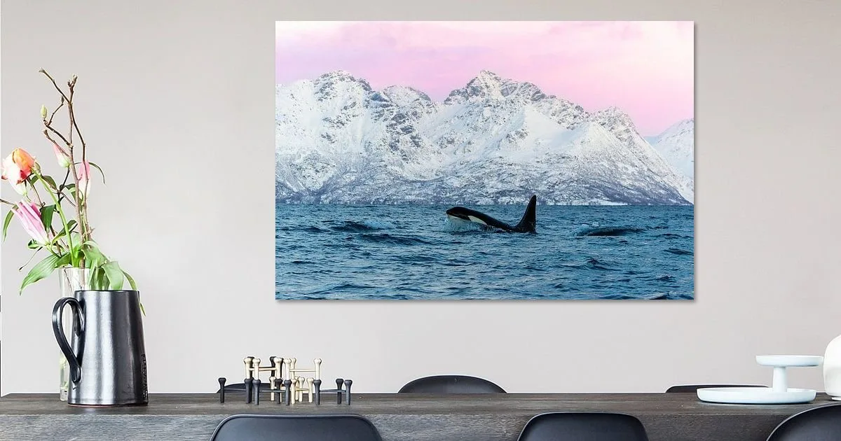 Buy this Orca in the fjords Art Print.