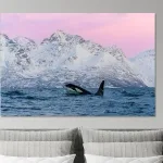 Buy this beautiful Orca in the magical pink light of Norway Art Print.
