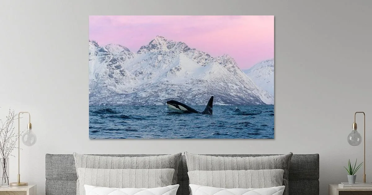 Orca in the magical pink light of Norway