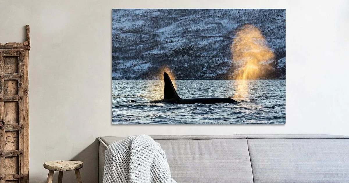 Buy this Orka in de spotlight Art print.